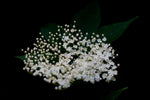 Elderberry flower with blooming white buds and dark green leaves against black background