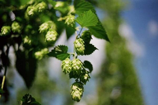 What Is Hop Water? How It Compares to Other Craft Drinks