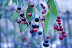 Huckleberry bush with blue and red huckleberries on branches