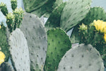 Prickly pear cacti plant photographed against sky blue background